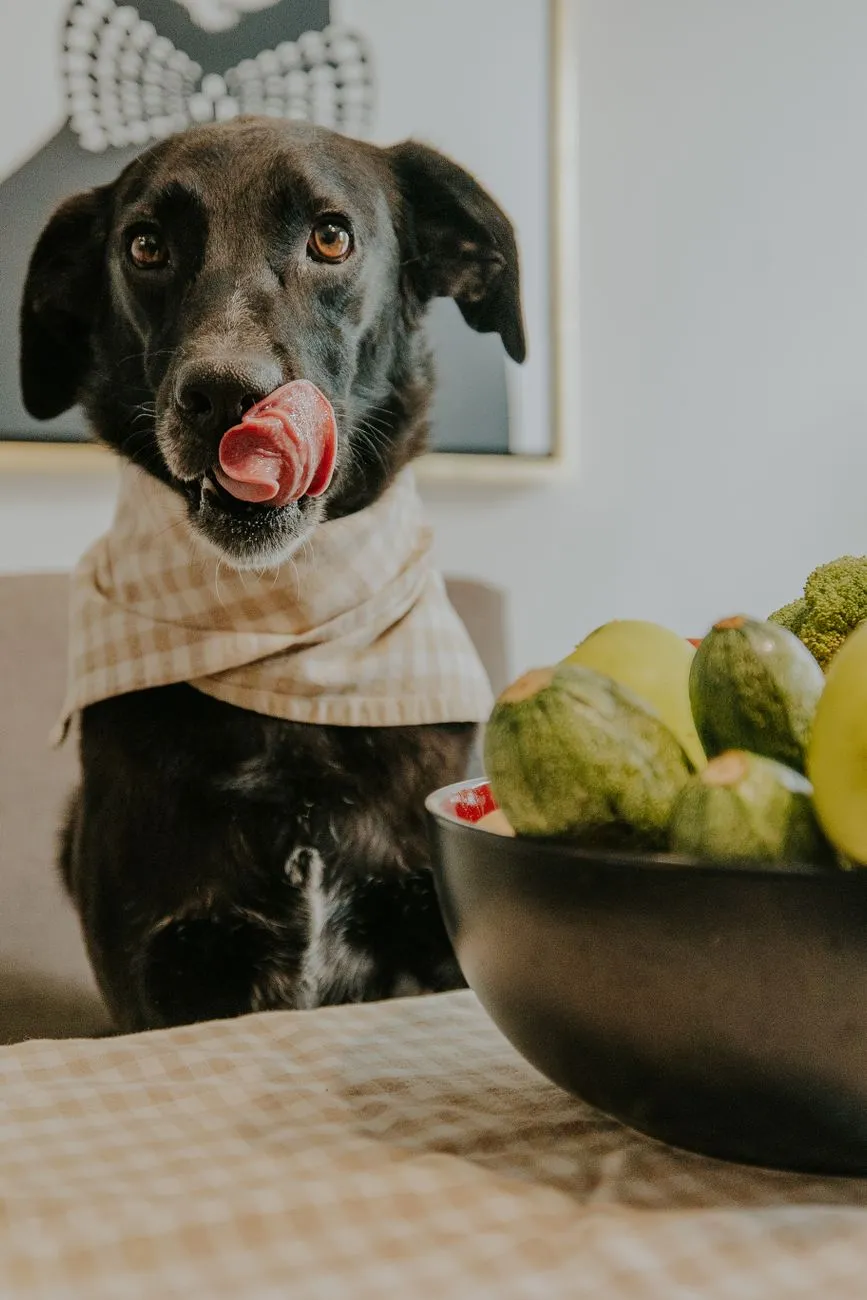 Dog sniffing fruit pieces offered in a bowl at home