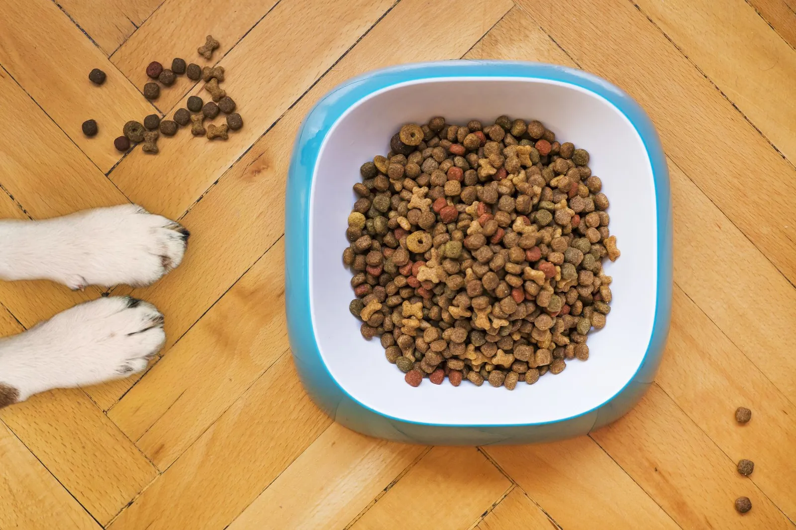 Dog eating a complete balanced meal instead of snack overload