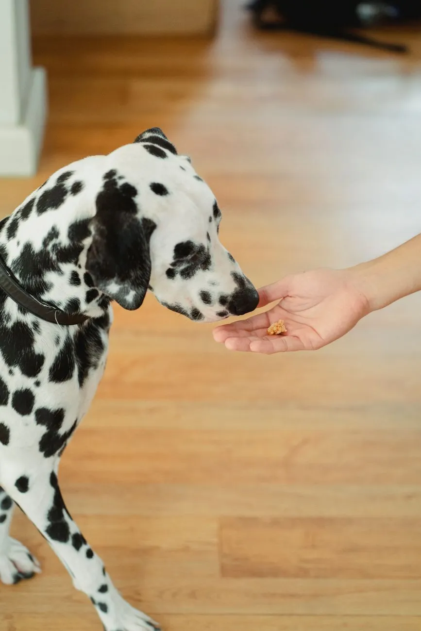 Dog sniffing a plain peanut treat on the floor