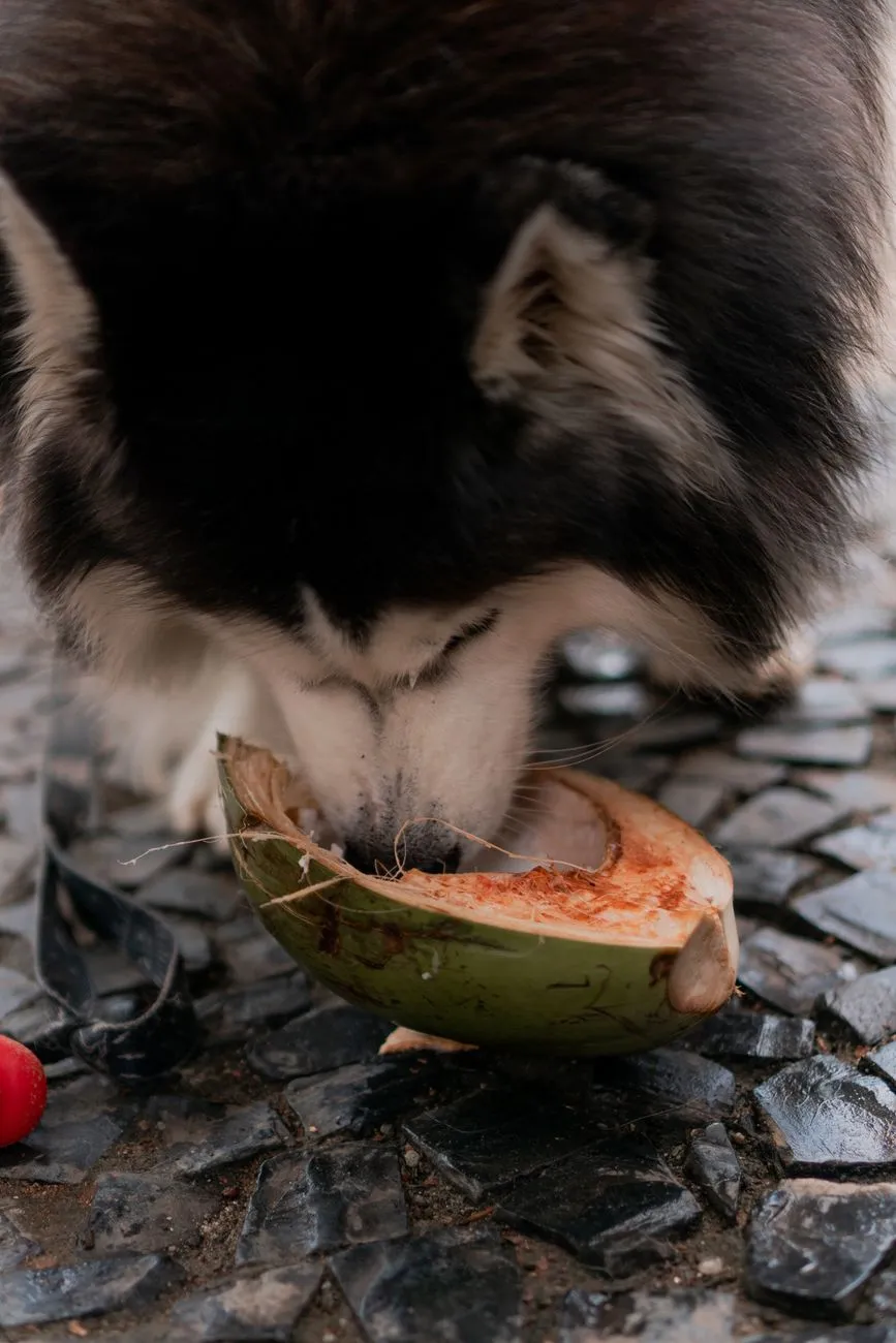 Dog sniffing a small fruit treat offered by hand