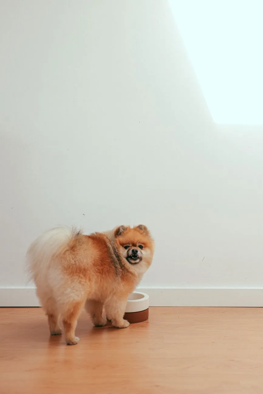 Dog waiting beside an empty food bowl