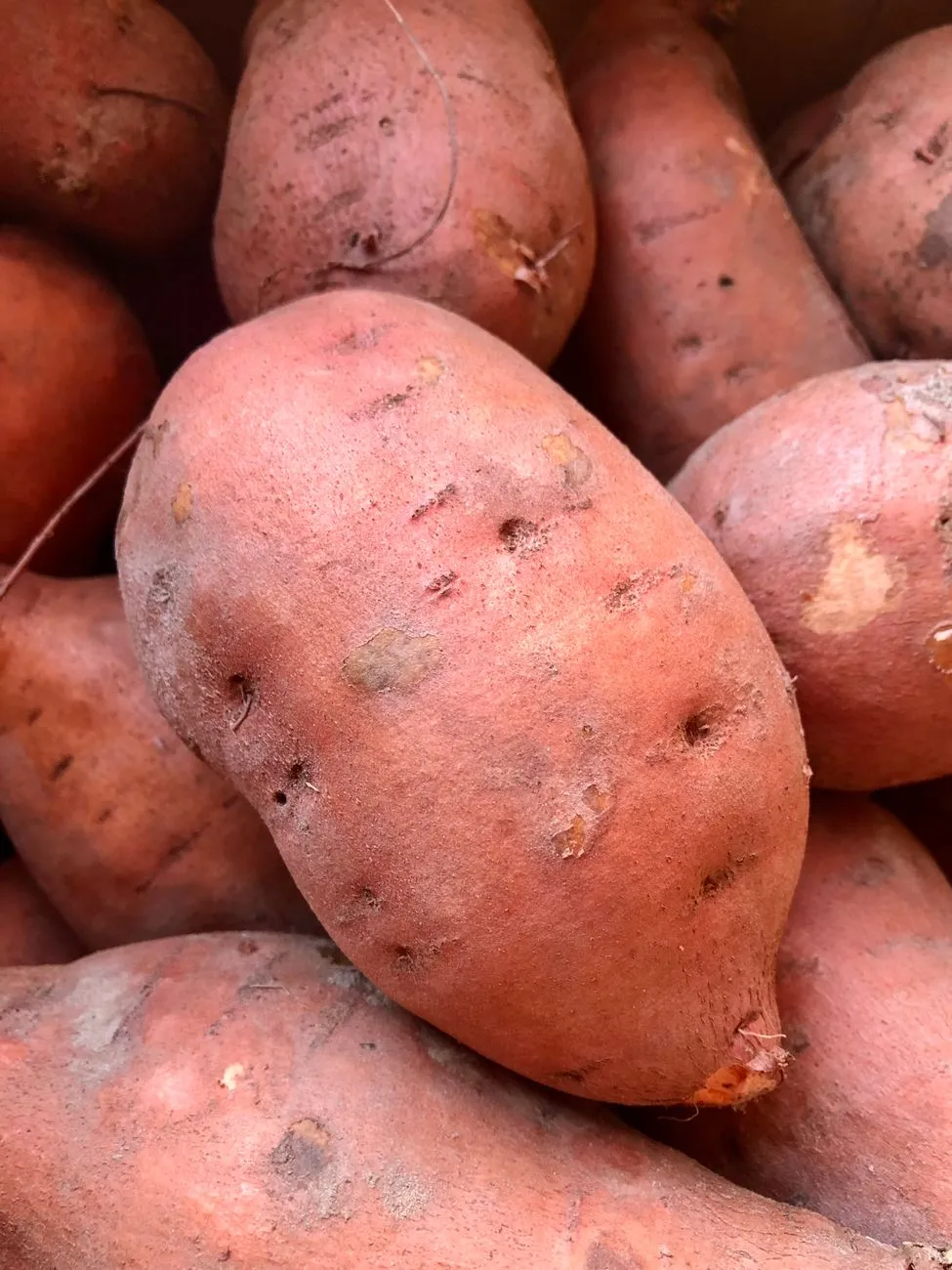 Whole raw sweet potato that should not be fed to dogs