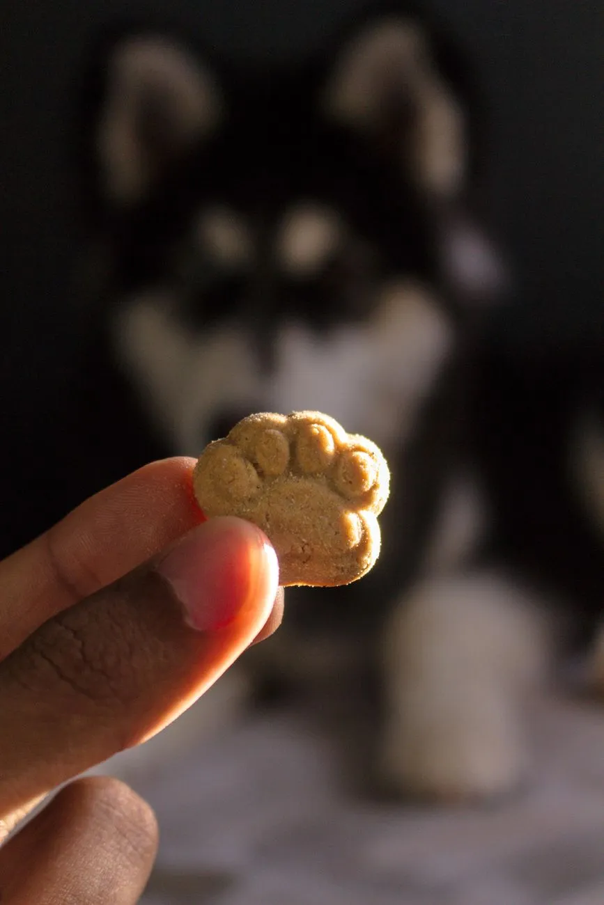 Hand holding small dog treats for portioning