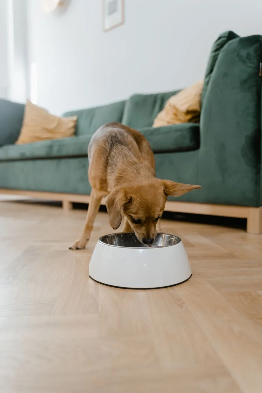 Dog eating from a food bowl at home