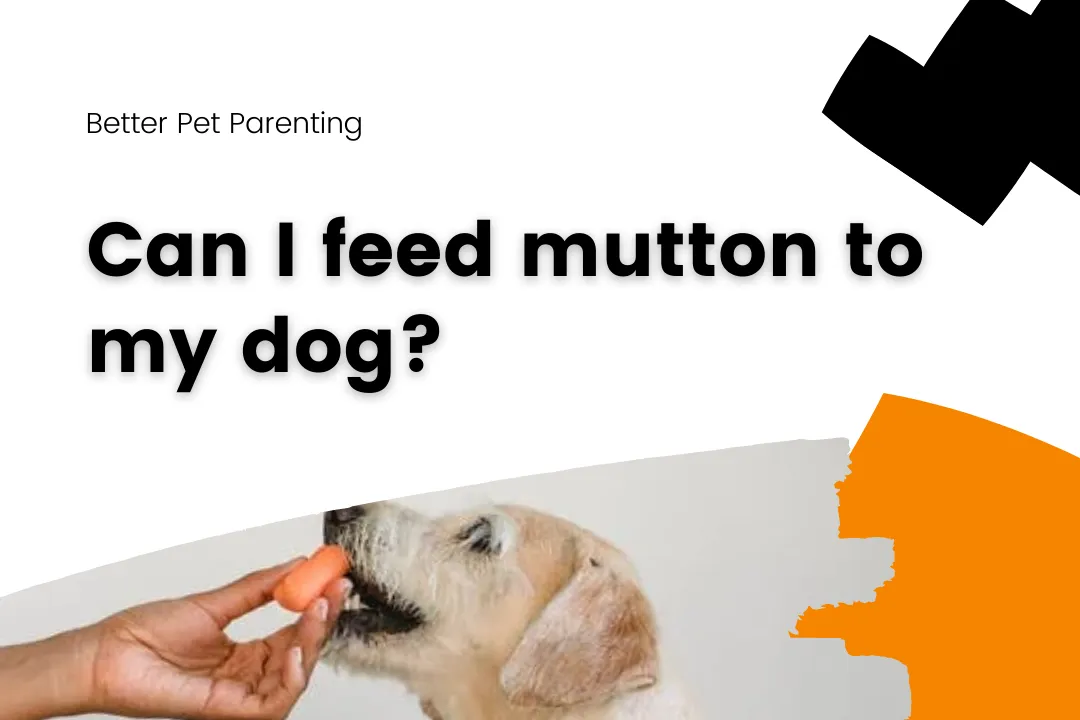 Can I Feed Mutton To My Dog?
