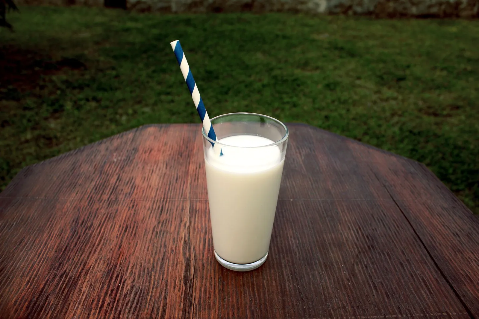 Can I Give Milk to My Dog? Lactose, Curd, Paneer Safety