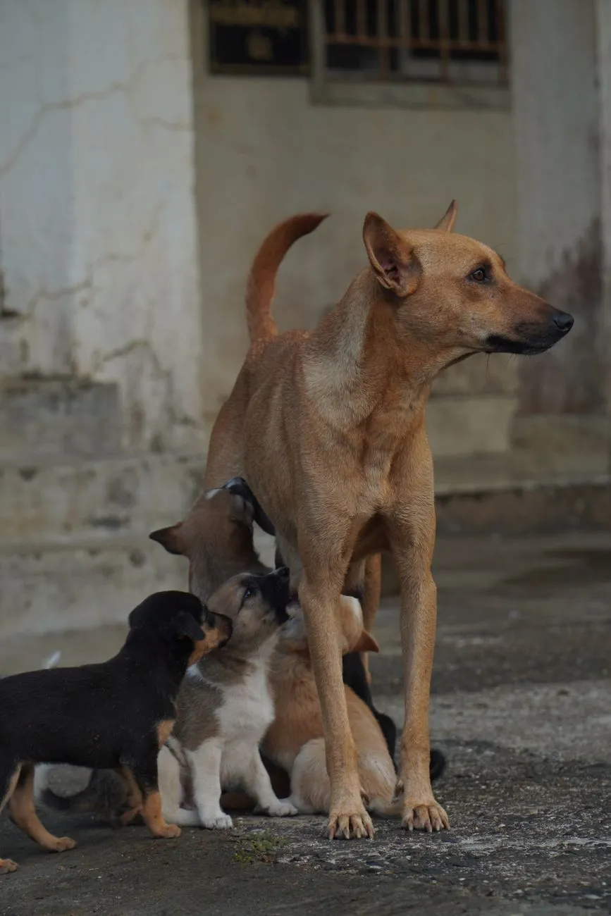 Young puppy resting near mother after nursing