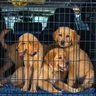 Can We Take Dog in Flight? India Cabin Hold Cargo Rules