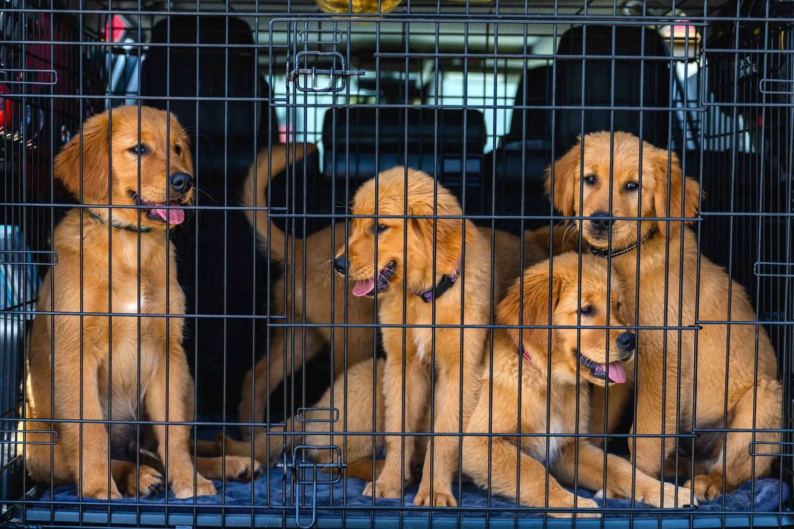 Can We Take Dog in Flight? India Cabin Hold Cargo Rules