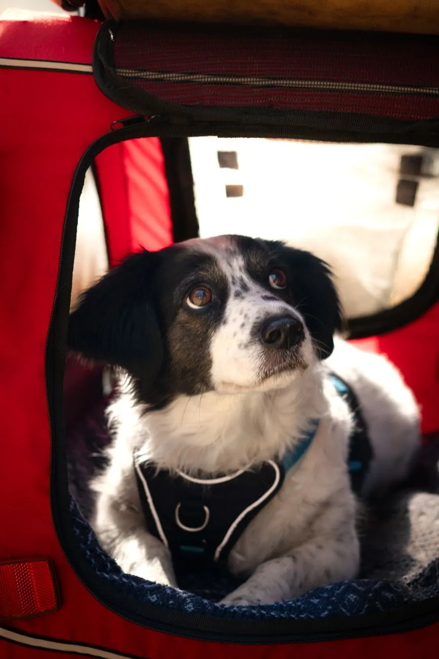 Calm dog looking up from inside a pet carrier