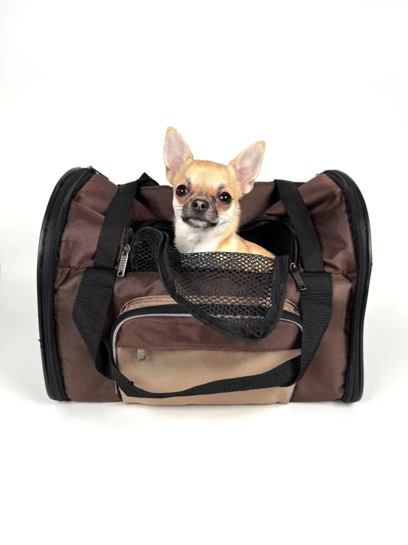 Small dog sitting calmly inside an open soft pet carrier