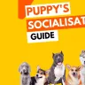 Canine Cliques: The Importance Of Adolescent Dog Socialisation