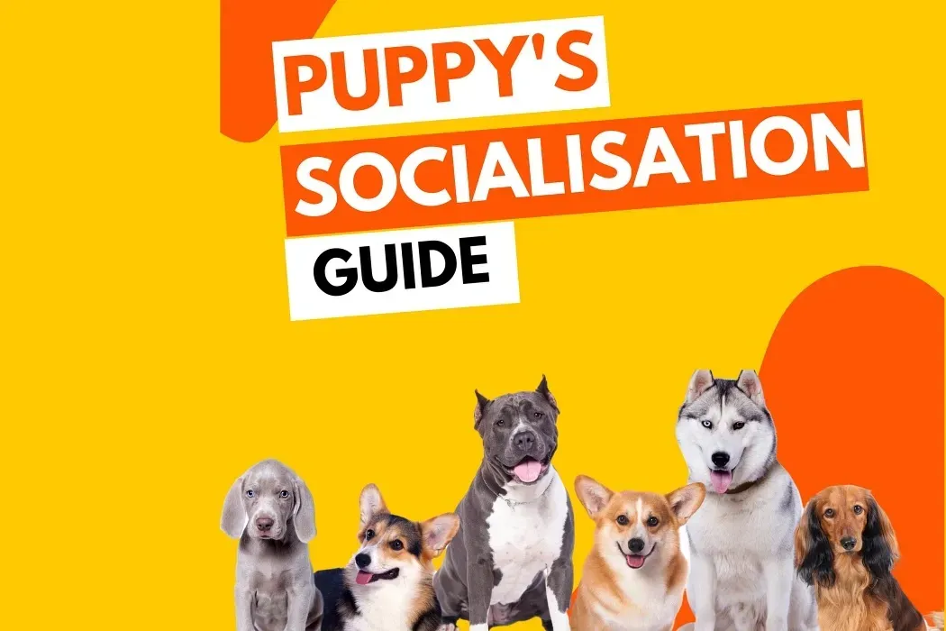 Canine Cliques: The Importance Of Adolescent Dog Socialisation