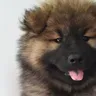 Cute Dog Breeds for Indian Homes: Ten Honest Shortlists