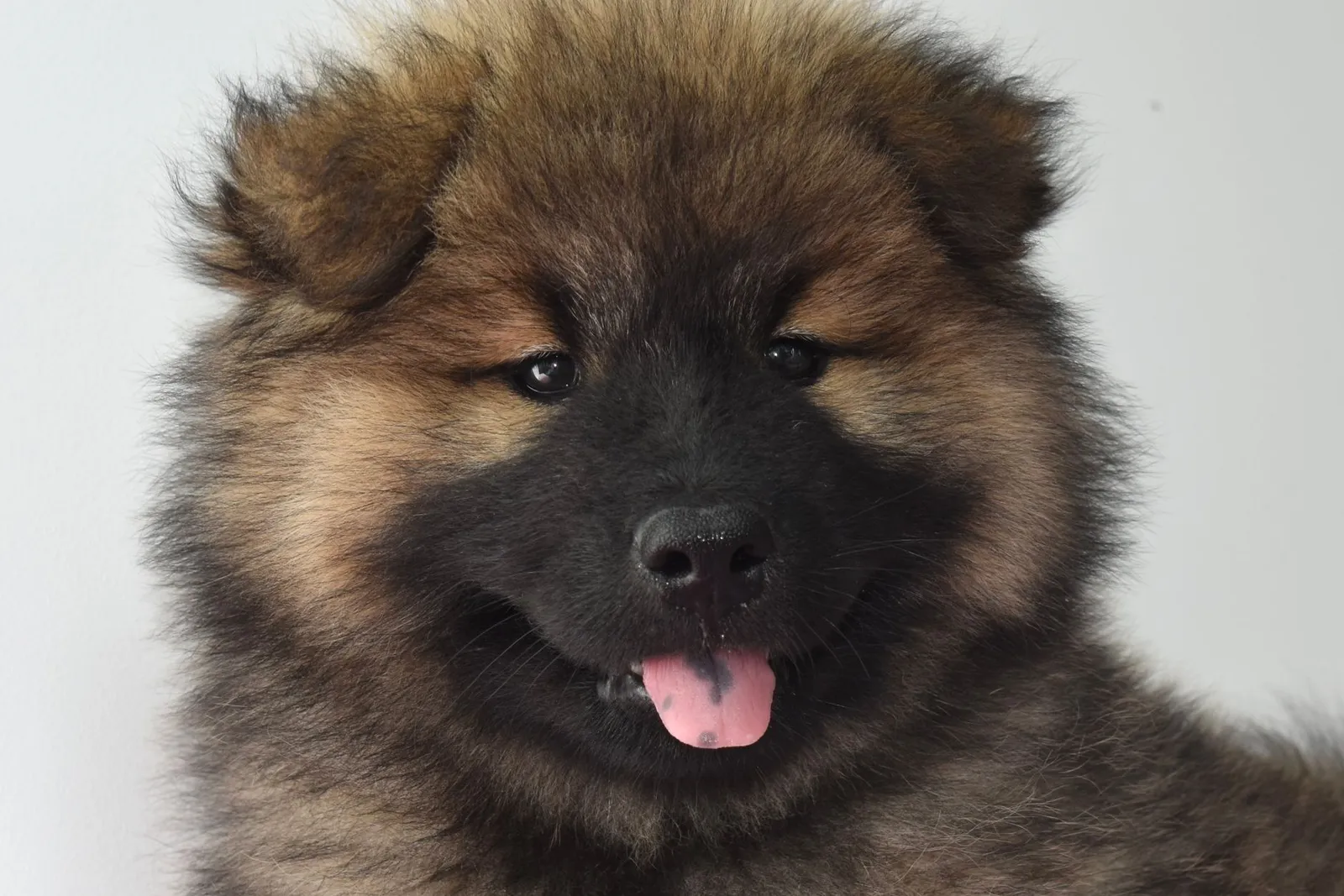 Cute Dog Breeds for Indian Homes: Ten Honest Shortlists