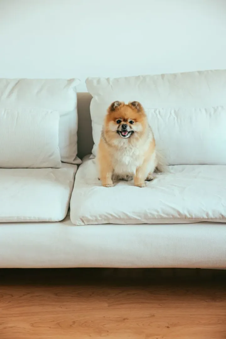 Small dog curled on a sofa at home