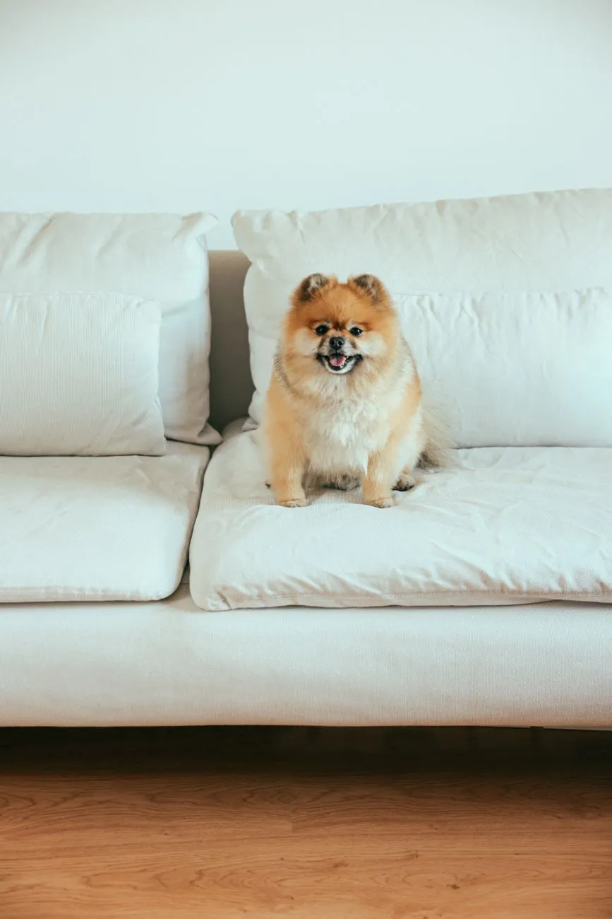 Small dog curled on a sofa at home