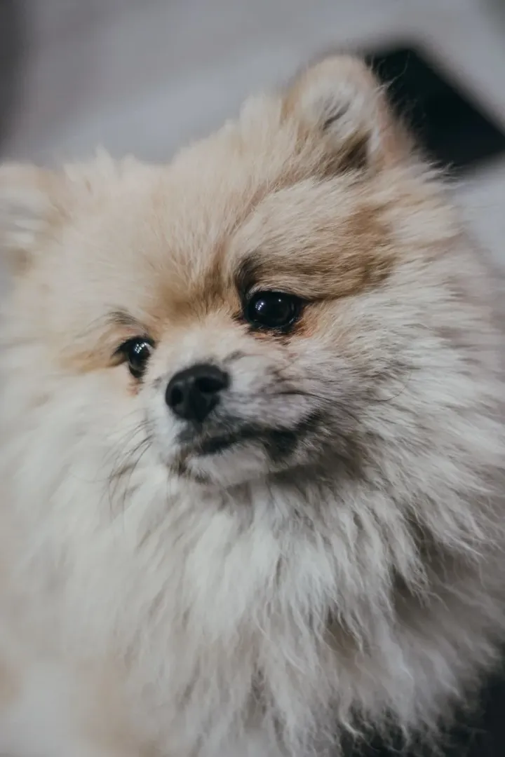 Fluffy Pomeranian standing outdoors