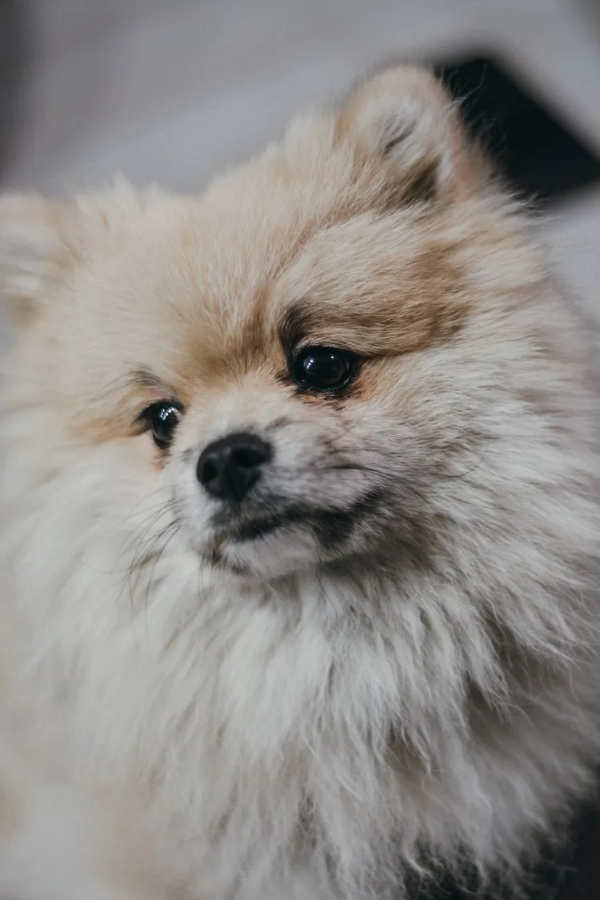 Fluffy Pomeranian standing outdoors