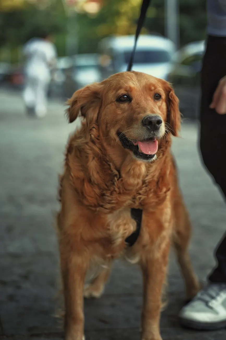 Golden Retriever on a leash during a walk