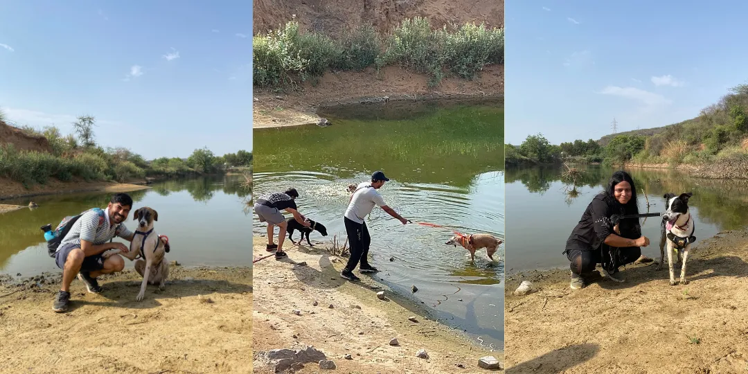 Three photos of dog parents and their dogs relaxing and wading by a pond at Leopard Trail
