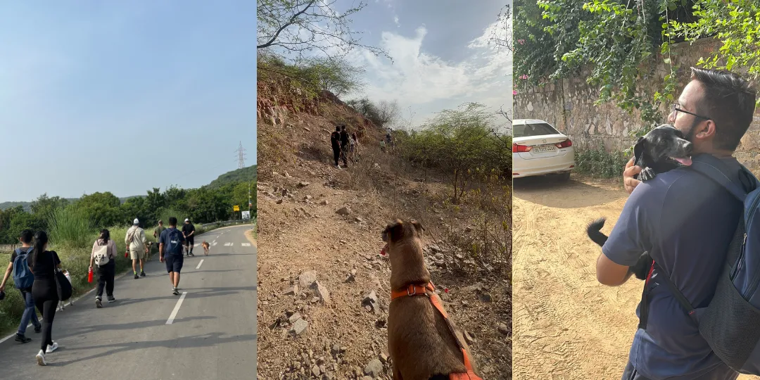 Three photos of hikers on a paved road and a dog perched on a rocky hillside at Leopard Trail