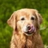 Diseases From Dog Saliva: Licks, Bites, and When to Worry