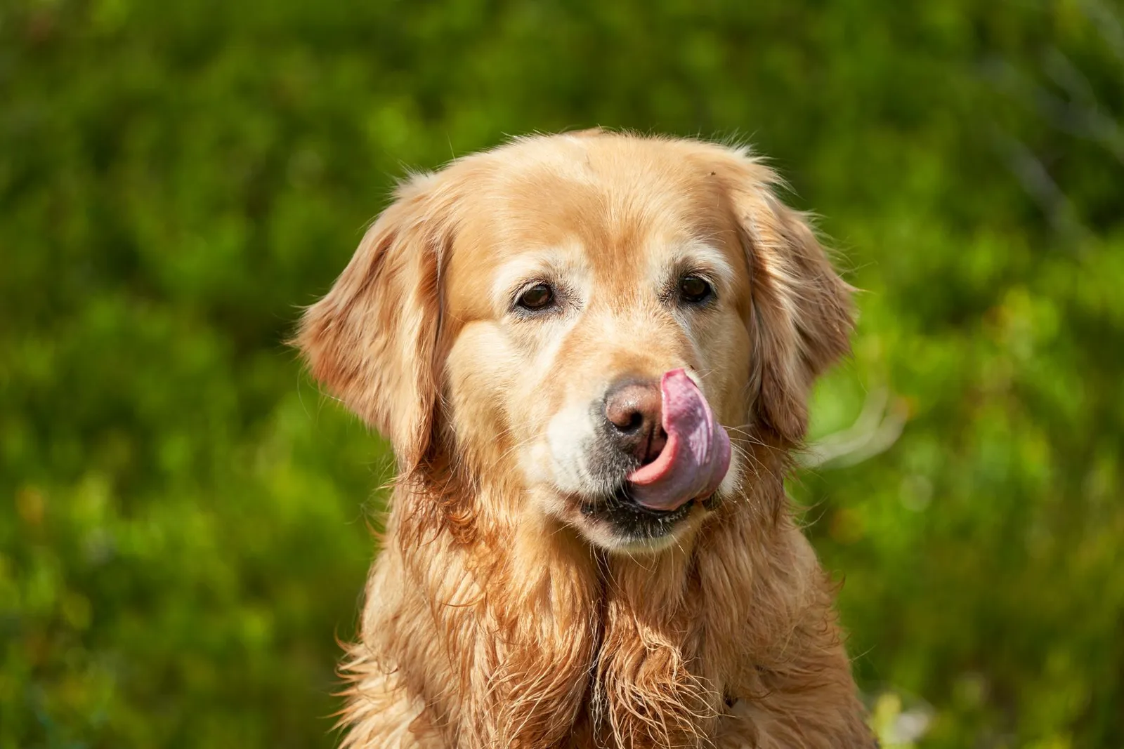 Diseases From Dog Saliva: Licks, Bites, and When to Worry