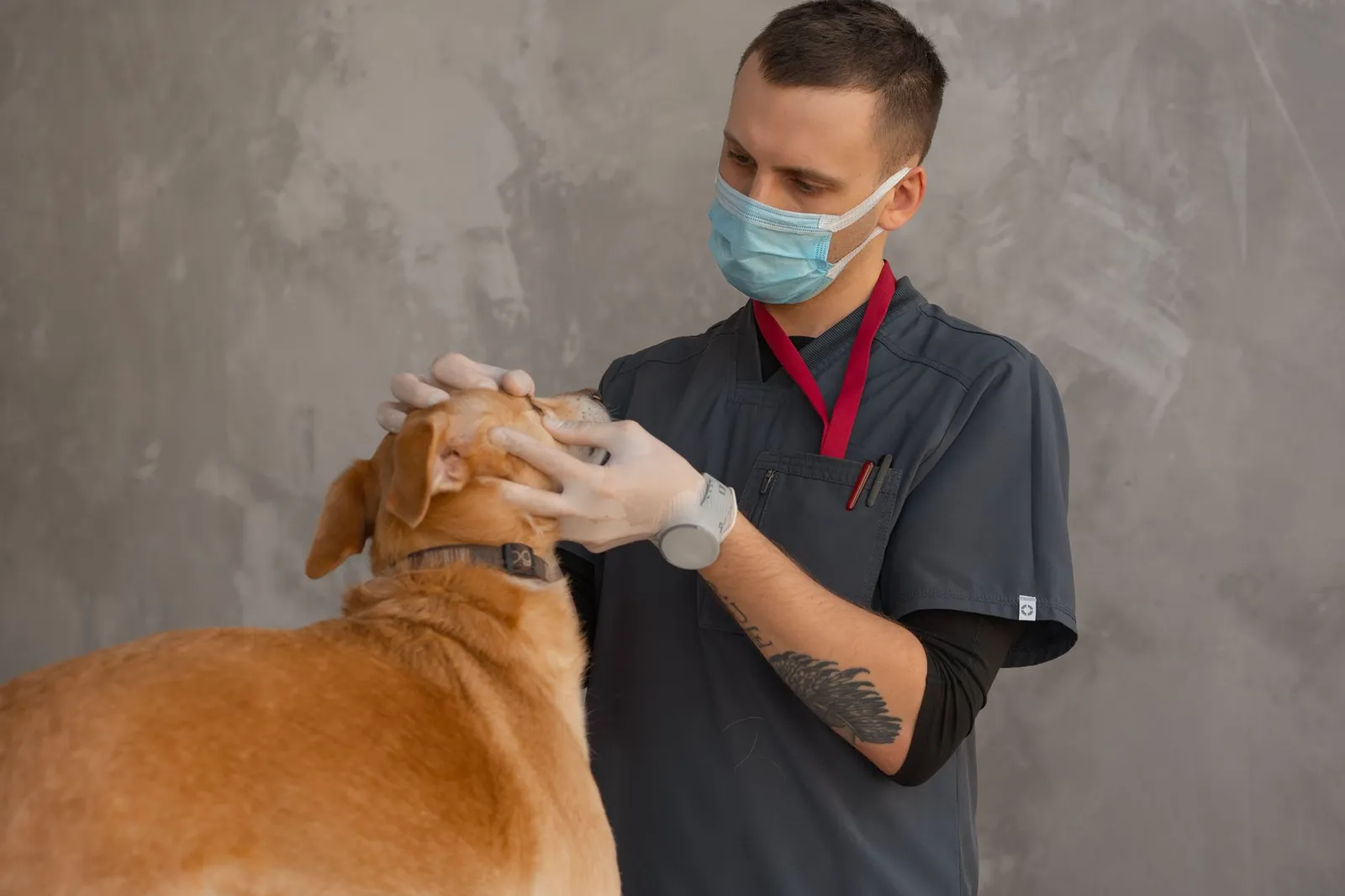 Veterinarian examining a dog during a clinic checkup
