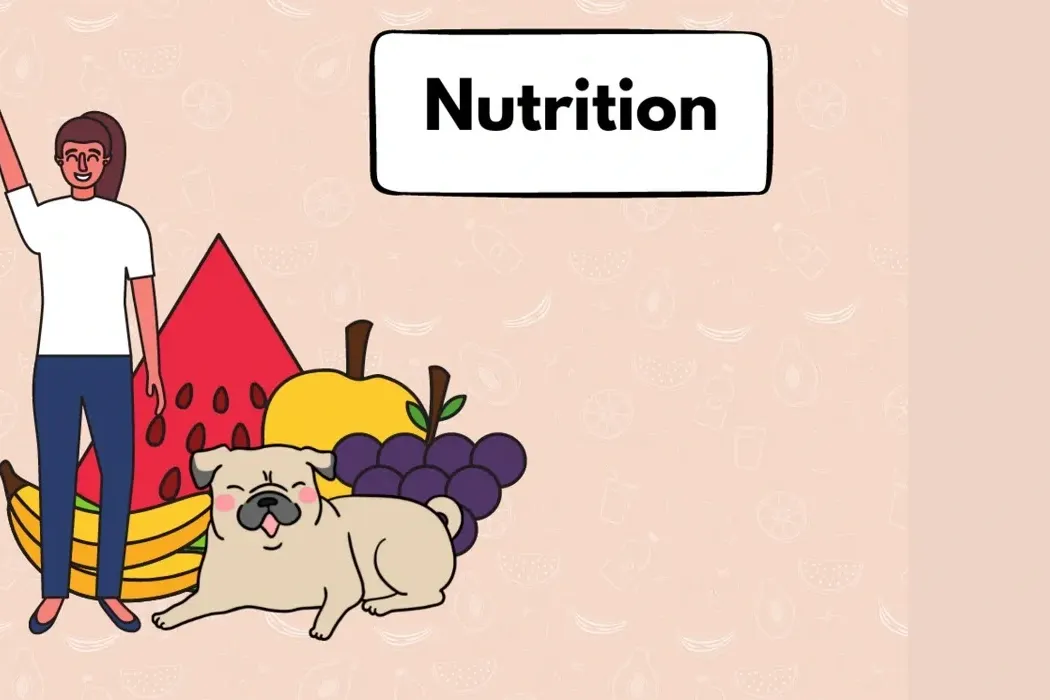 Do Dogs Eat Less in Summer? Understanding Seasonal Appetite Changes