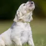 Decoding Dog Barking Sound Meaning
