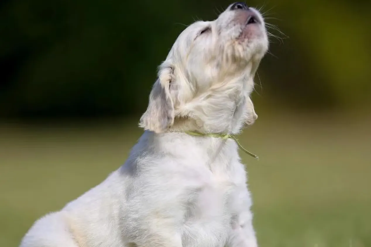 Decoding Dog Barking Sound Meaning