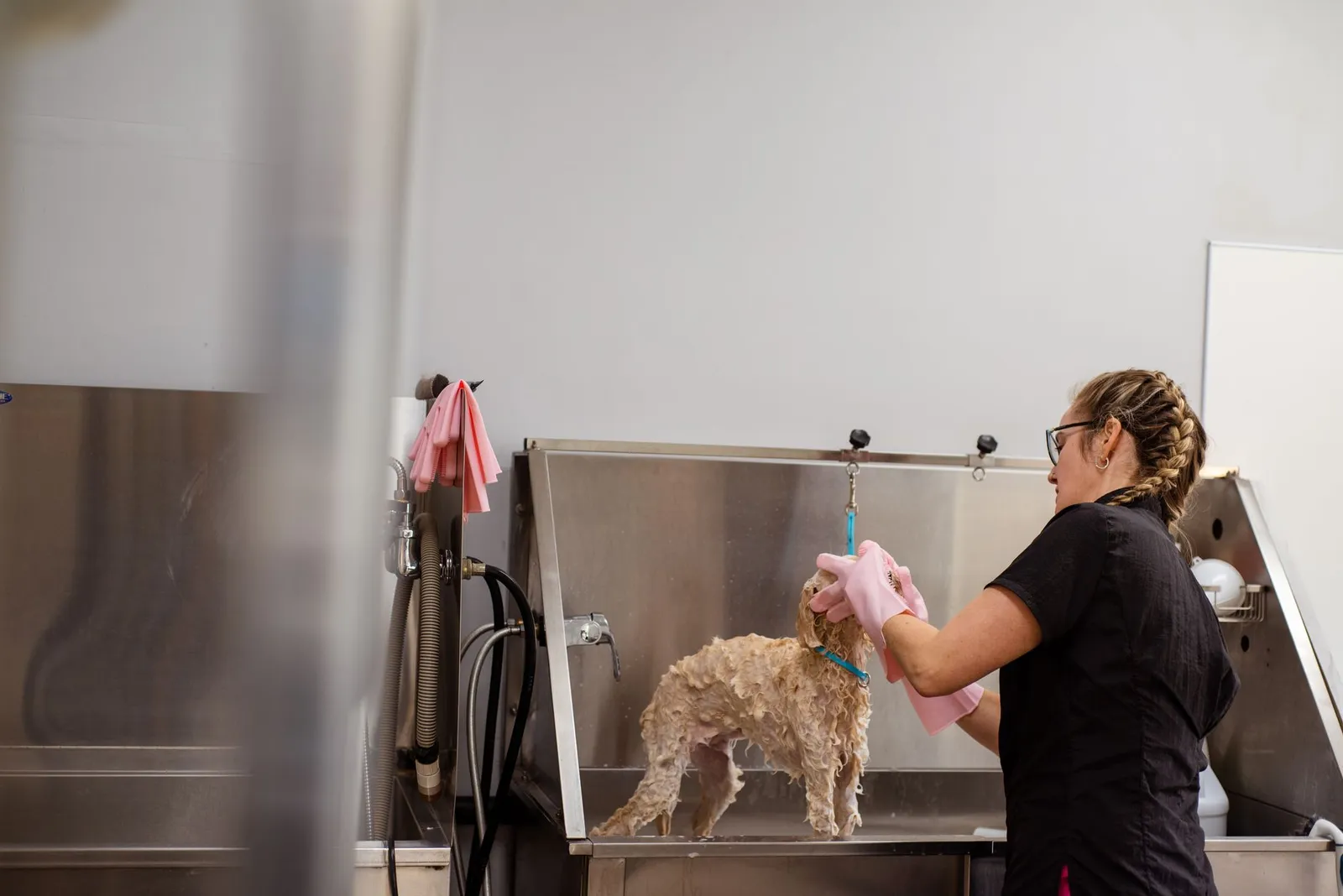 Professional groomer bathing a dog during a home visit