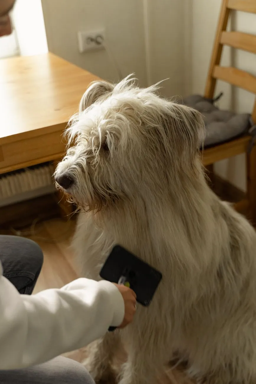 Dog parent brushing a dog on a towel before bath time