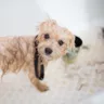 Dog Bath Guide: How to Bathe Your Dog at Home in India