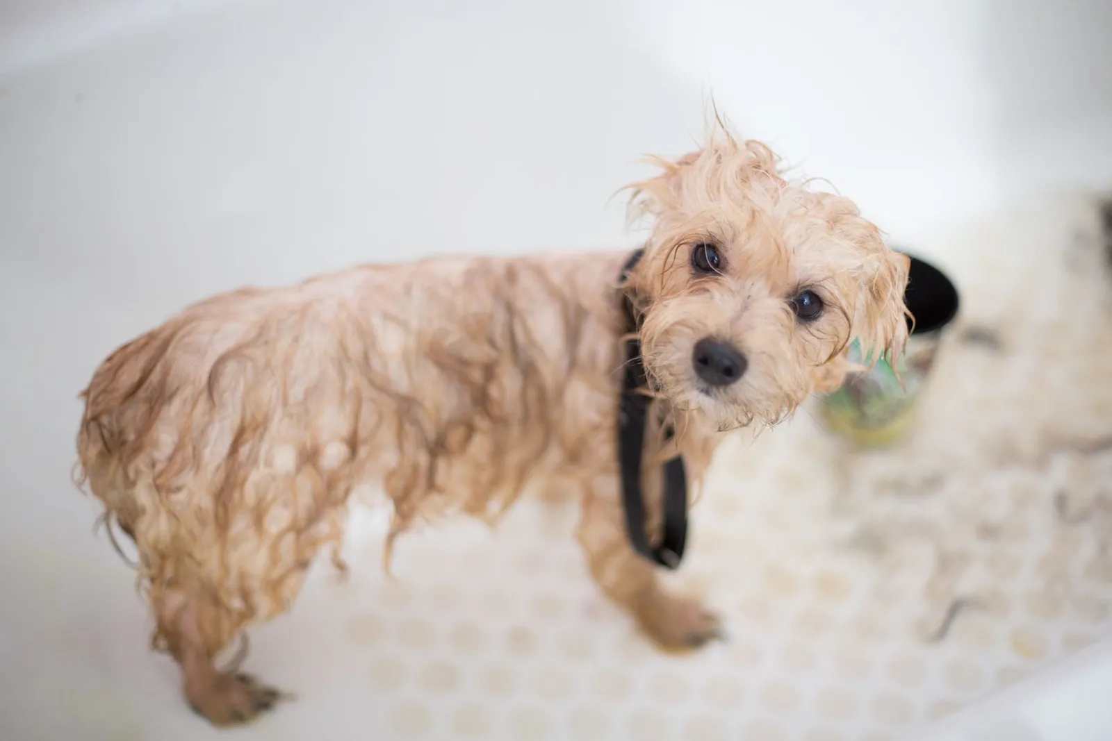 Dog Bath Guide: How to Bathe Your Dog at Home in India