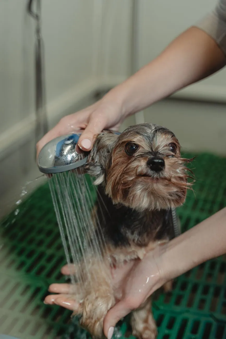 Dog with wet coat being rinsed during a home bath