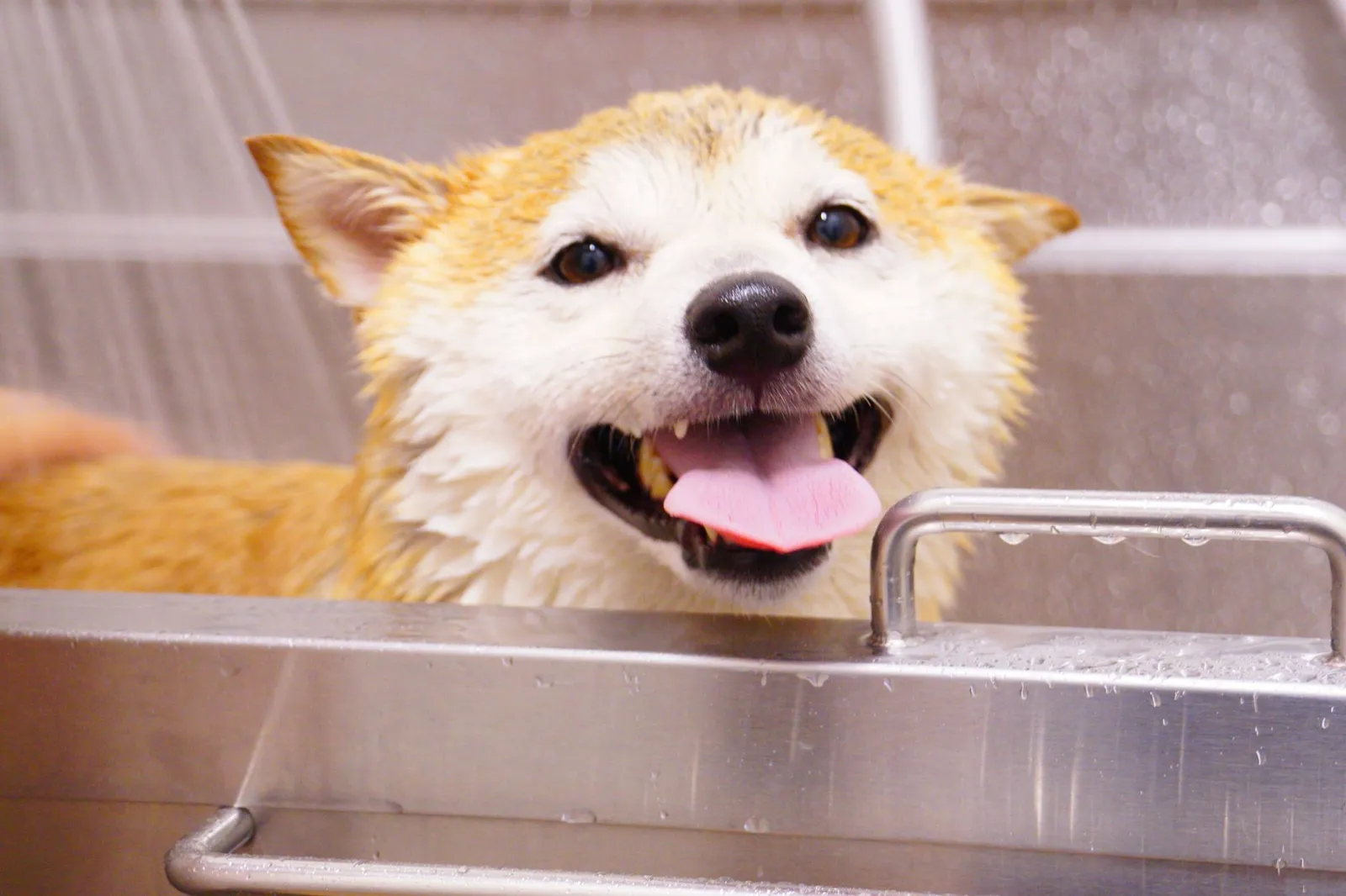 Clean happy dog with fluffy coat after a bath