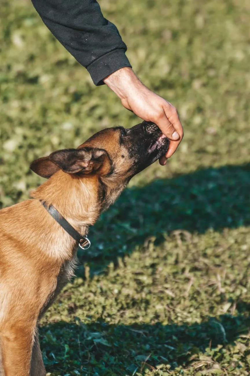 Dog during a training session with small treats on the floor