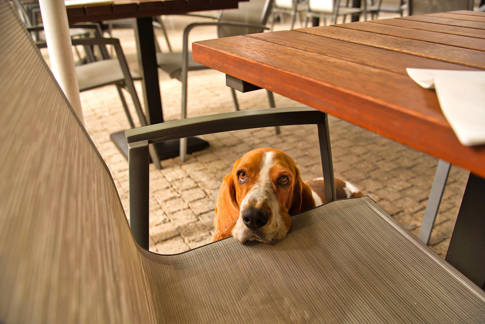Dog looking up hopefully at human snacks on a dining table