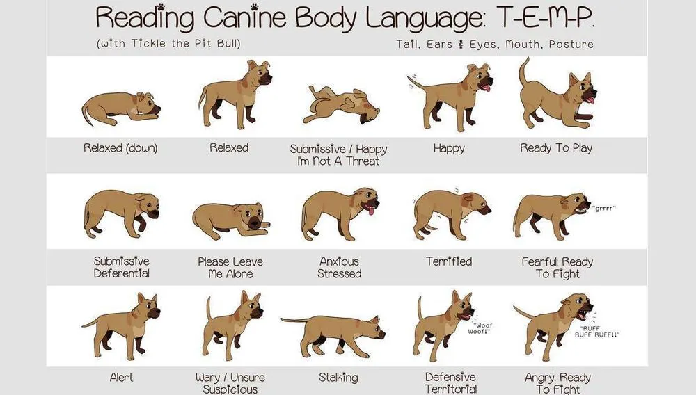 Illustrated chart of dog postures from relaxed and happy to fearful, stalking, and ready to fight