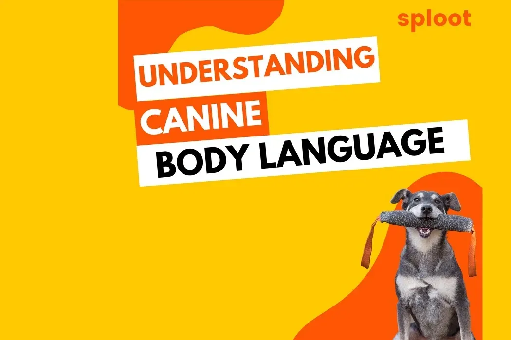 Understanding Canine Body Language