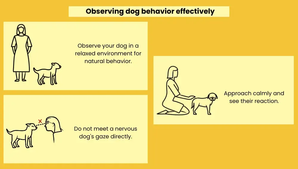 Illustrated tips for reading dog behavior: observe calmly, avoid direct eye contact, approach slowly