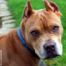 23 Dangerous Banned Dog Breeds in India By Government