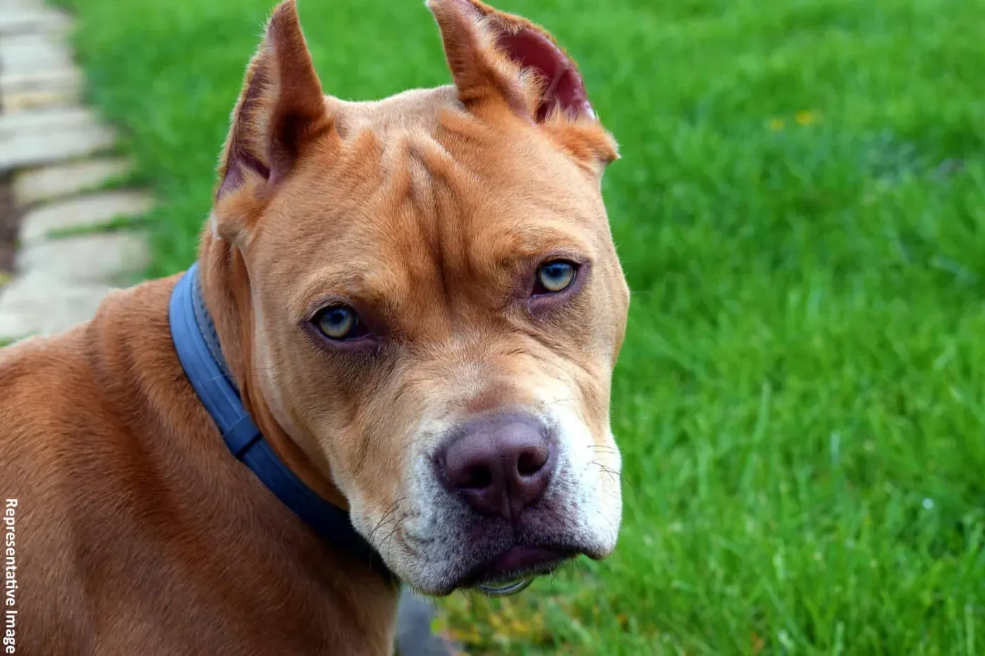 23 Dangerous Banned Dog Breeds in India By Government