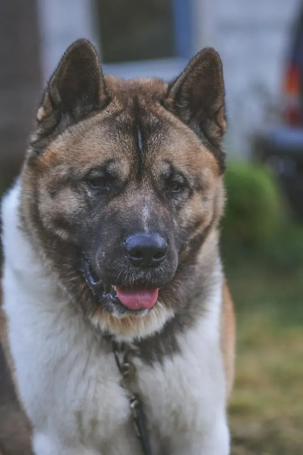 Close-up of a spitz-type dog with pointed ears and dark mask, wearing a chain collar