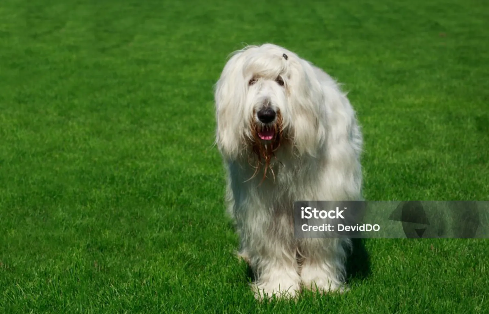 Long-haired white shaggy dog standing on a green lawn facing camera
