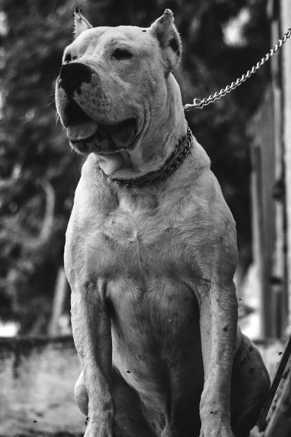 Black and white photo of a large white dog wearing a chain collar and leash