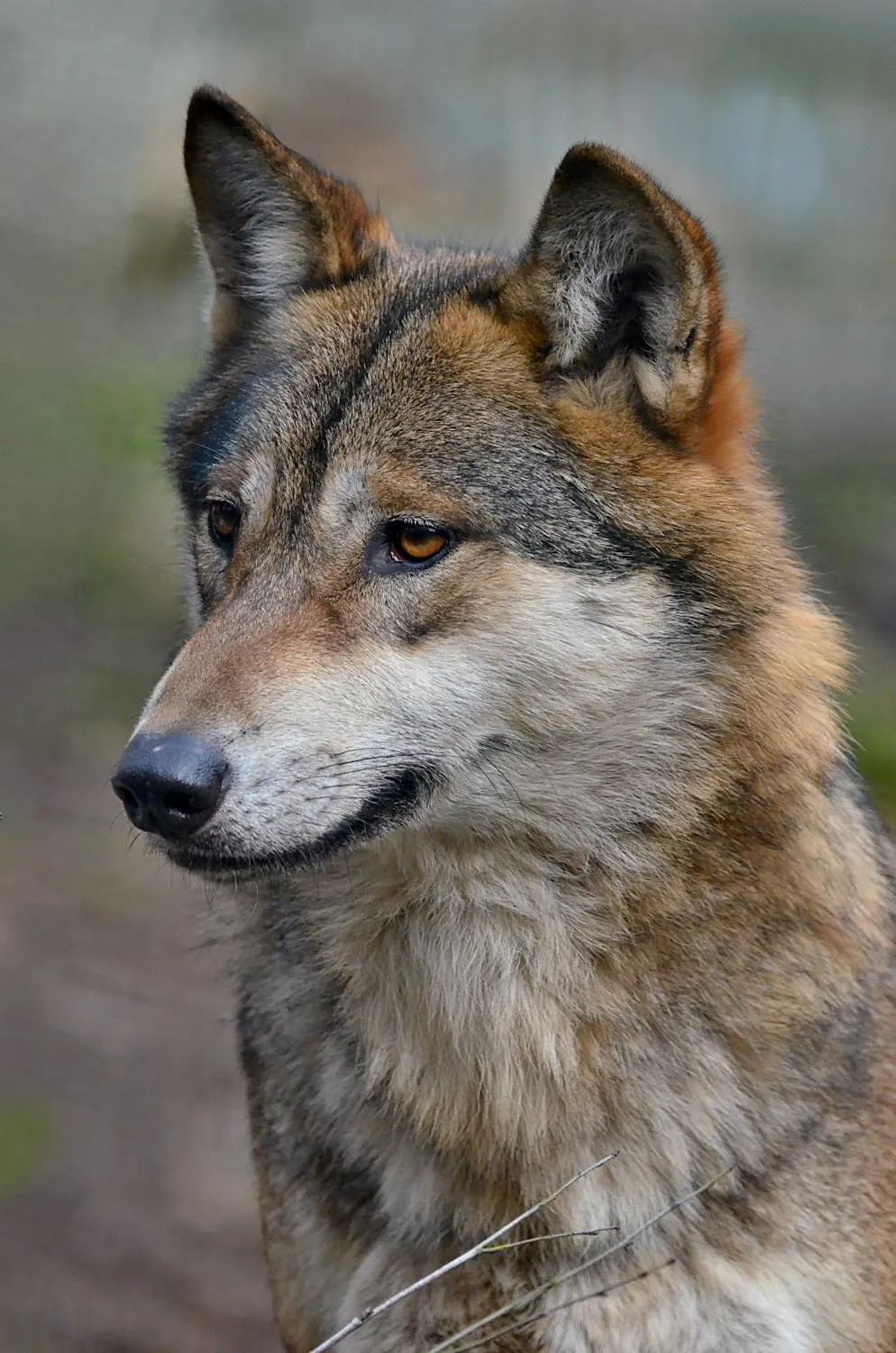 Wolf-like animal with pointed ears and grey-tan coat looking to the side outdoors
