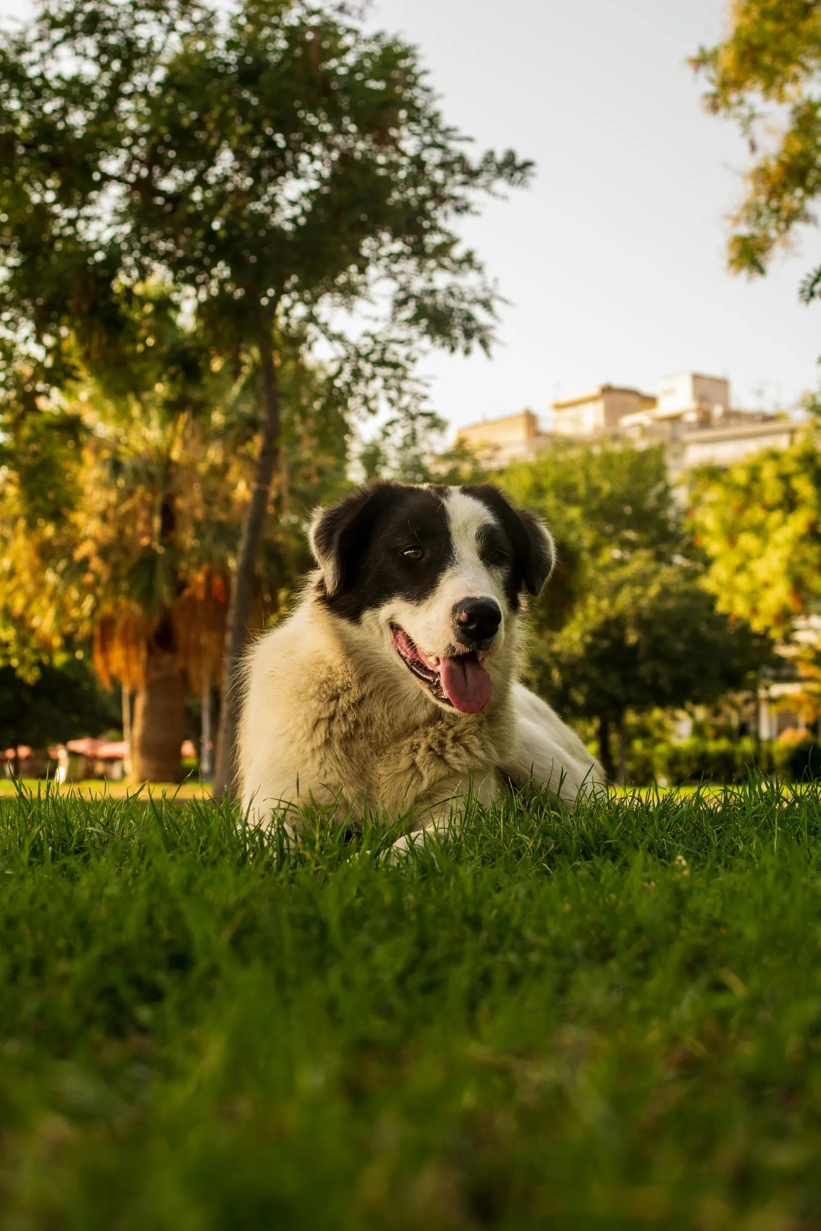 Black and white dog lying on grass in a park with trees behind